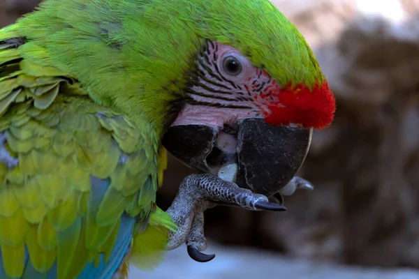 Gros Plan Bel Oiseau Aras — Photo