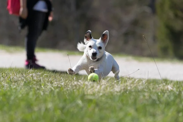 Jack Russell Terrier Piccolo Terrier Runnig Piccolo Cane Campo Verde — Foto Stock