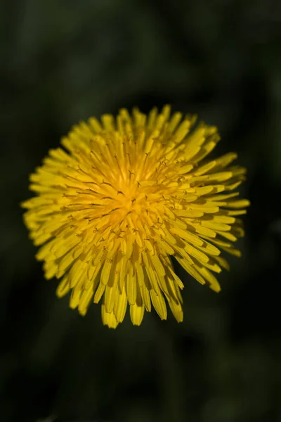 Taraxacum Officinale Pissenlit Commun Plante Herbacée Vivace — Photo