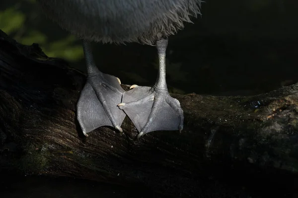 Sarkogyps calvus, kızıl saçlı akbaba