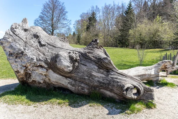 Pień Drzewa Drzewa Lesie Przyroda Flora — Zdjęcie stockowe