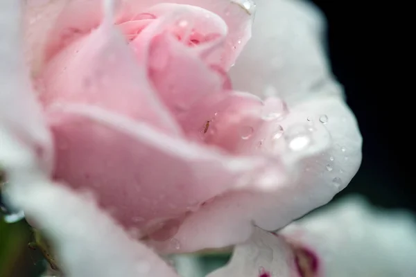 Gotas Lluvia Sobre Fotografía Macro Rosa —  Fotos de Stock