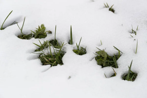 Neve Coberto Grama Verde Perto — Fotografia de Stock
