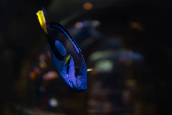 Espiga Real Paracanthurus Hepathus Pez Azul Amarillo — Foto de Stock