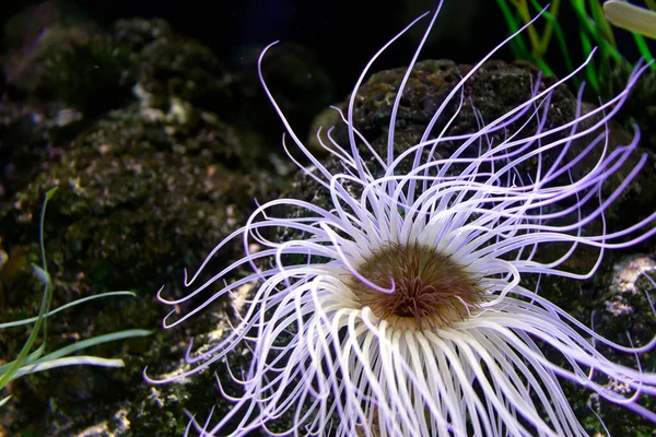 close up shot of beautiful underwater flower