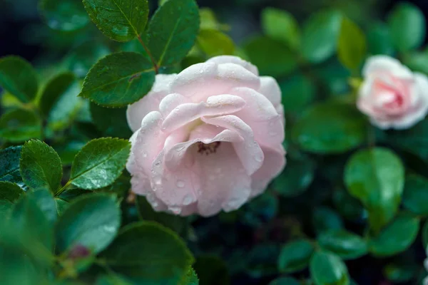 Gocce Pioggia Sulla Macrofotografia Rosa — Foto Stock