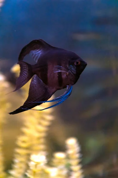 Kleurrijke Aquariumvissen Van Dichtbij — Stockfoto
