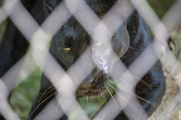 black panther in the Cage close-up view