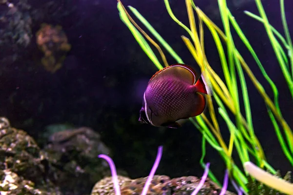 多彩的水族馆鱼靠拢 — 图库照片