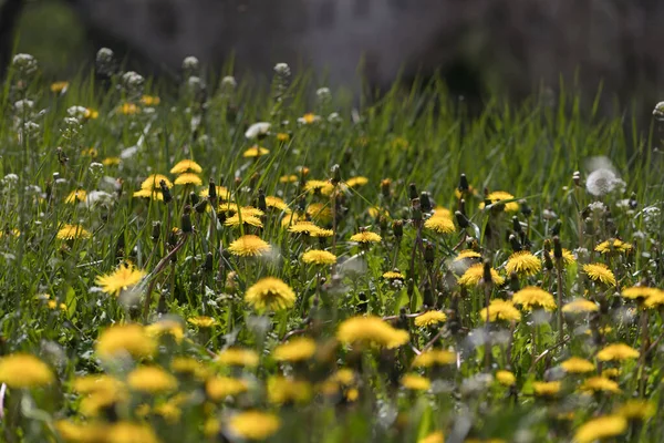 common dandelion field in the spring, relaxation concept