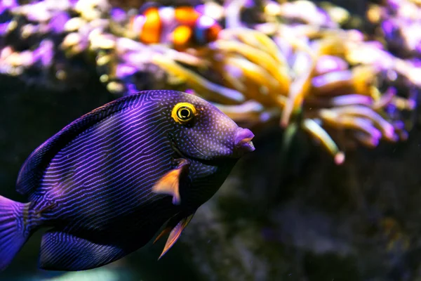 Ctenochaetus Strigosus Blåfisk — Stockfoto