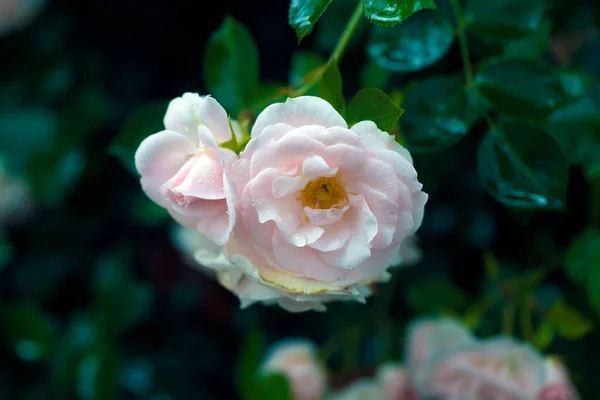 Krople Deszczu Nad Fotografią Makro Róży — Zdjęcie stockowe