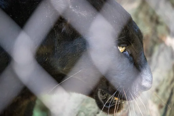 Zwarte Panter Kooi Close Zicht — Stockfoto