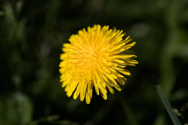 Taraxacum Officinale Yaygın Karahindiba Bitkisel Bitki — Stok fotoğraf