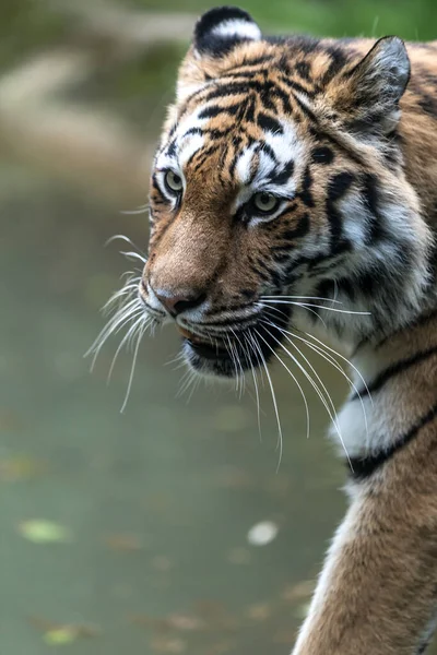 Tigre Siberiano Panthera Tigris Tigris Close — Fotografia de Stock