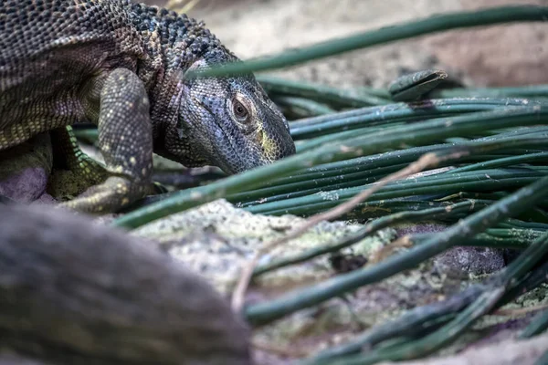 lizard animal, Rock monitor in green grass