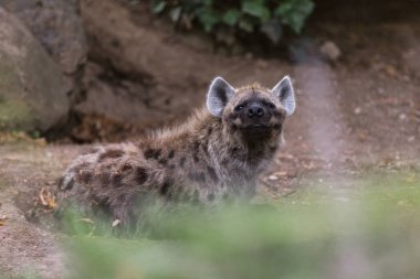 Benekli sırtlan (Crocuta crocuta), ayrıca gülen sırtlan olarak da bilinir.
