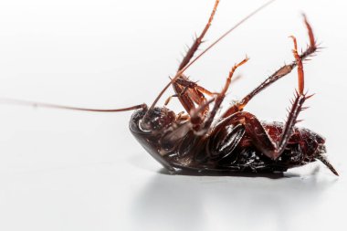 Ölü böcek. Zehirli hamamböceği. Göbek hamamböceği yukarı. Blattodea ölüyor. Ezilmiş hamamböceği