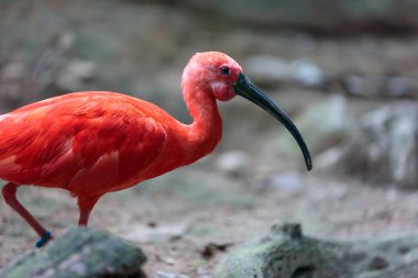 Kızıl Ibis 'in portresi, (Eudocimus ruber)