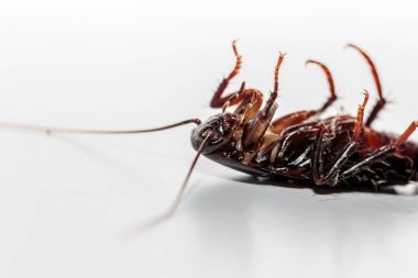 Ölü böcek. Zehirli hamamböceği. Göbek hamamböceği yukarı. Blattodea ölüyor. Ezilmiş hamamböceği