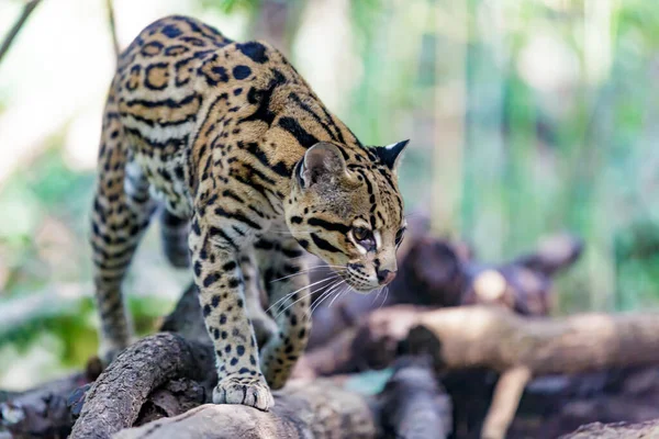 Ocelot Kráčí Kořistí — Stock fotografie