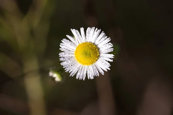 Piękny Biały Stokrotka Kwiat Ogrodzie — Zdjęcie stockowe