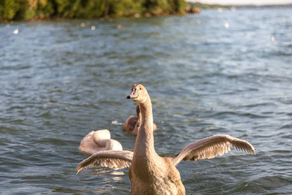 Cisnes Blancos Orilla Del Río —  Fotos de Stock