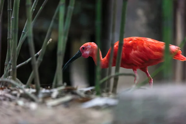 Porträtt Den Röda Ibis Eudocimus Ruber — Stockfoto