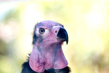 Sarkogyps calvus, kızıl saçlı akbaba