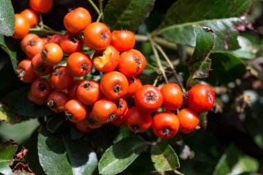 Frenk üzümü yakın görünüm 