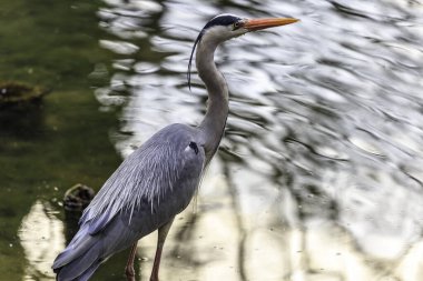Gri balıkçıl (Ardea cinerea), baş, beyaz balıkçıl boynunu geri çekerek