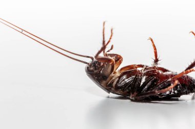 Ölü böcek. Zehirli hamamböceği. Göbek hamamböceği yukarı. Blattodea ölüyor. Ezilmiş hamamböceği