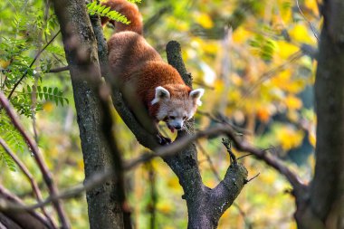 Kızıl Panda ağaca tırmanıyor.