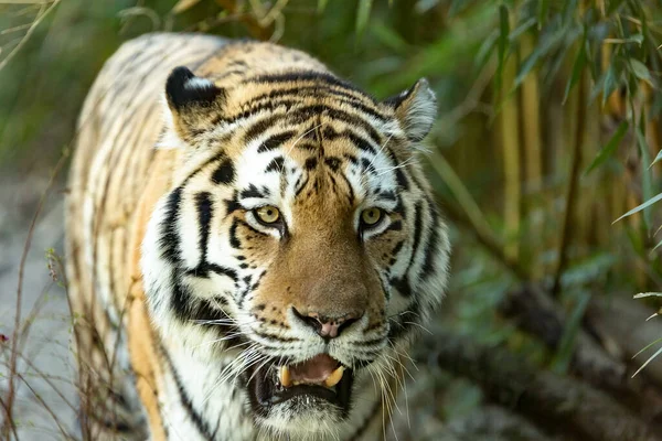 Tigre Siberiano Panthera Tigris Tigris Close — Fotografia de Stock