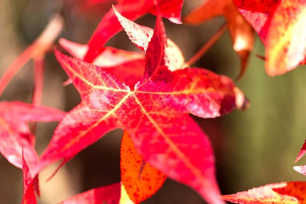 Belas Folhas Vermelhas Jardim — Fotografia de Stock