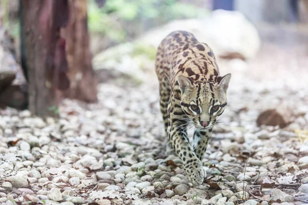 Ocelot Kráčí Kořistí — Stock fotografie