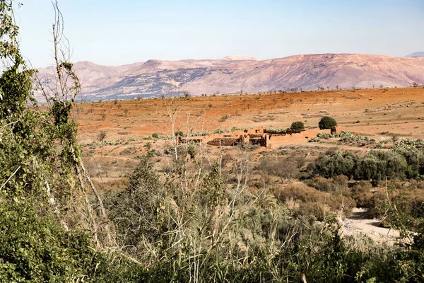 Краєвид Стадом Дерев Пустелі Задньому Плані Посеред Гори — стокове фото