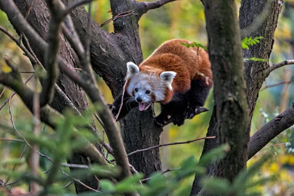Kızıl Panda ağaca tırmanıyor.