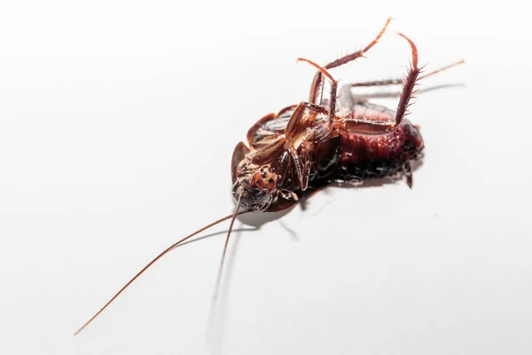 Mrtvý Hmyz Otrávený Šváb Břišní Šváb Nahoru Blattodea Umírá Rozdrcený — Stock fotografie