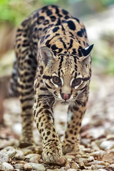 Ocelot Kráčí Kořistí — Stock fotografie