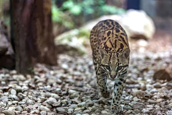 Ocelot Che Cammina Cerca Prede — Foto Stock