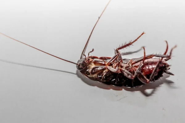 Mrtvý Hmyz Otrávený Šváb Břišní Šváb Nahoru Blattodea Umírá Rozdrcený — Stock fotografie