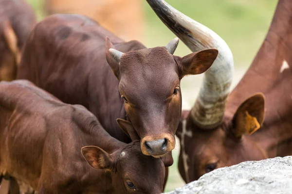 Closeup Shot Cow Field — Stock Photo, Image