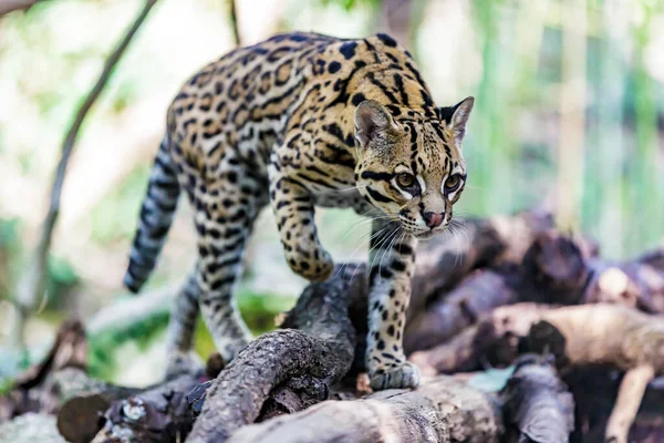 Ocelot Andando Busca Presas — Fotografia de Stock