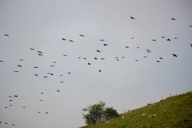 Denizde uçan bir kuş.