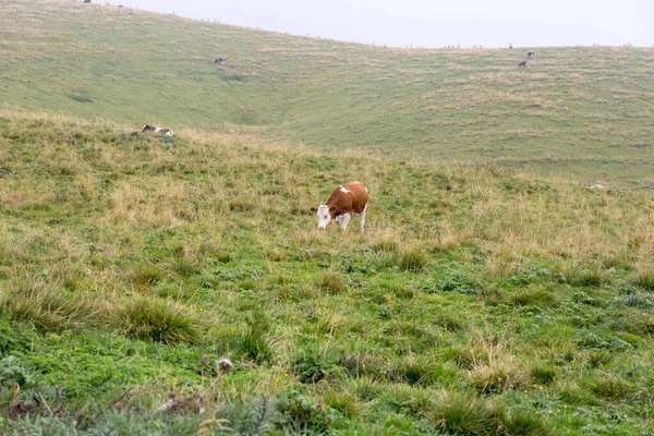 beautiful cow grazes in the green field