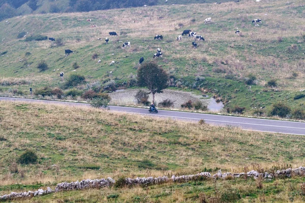 View Hills Cows Gazing — стоковое фото