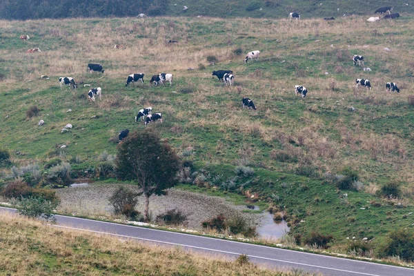 Vista Das Colinas Vacas Contemplando — Fotografia de Stock