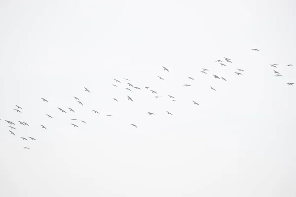 空飛ぶ鳥白黒灰色のシルエットの群れ — ストック写真