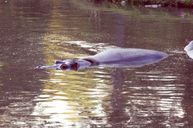 Su aygırları vahşi yaşam kavramında